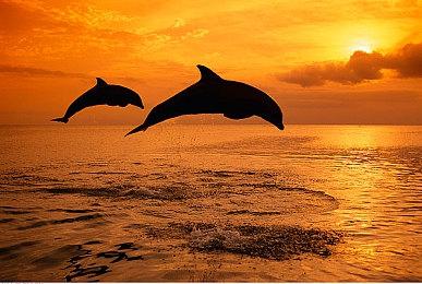 《妮姬：胜利女神》忍者怪盗亮相 优雅大雷少女