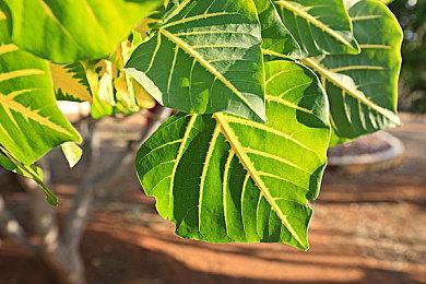 科隆游戏展：《黑神话：悟空》IGN实机演示视频